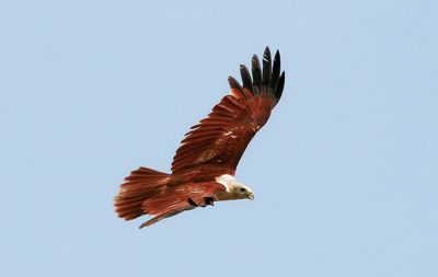 Low angle view of bird flying against clear sky