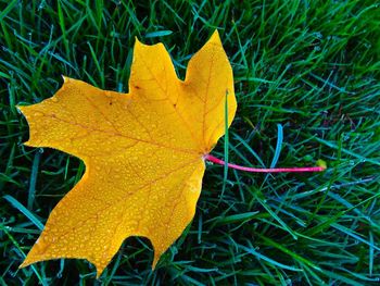 Close-up of leaves on field