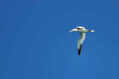 Low angle view of swan flying against clear blue sky