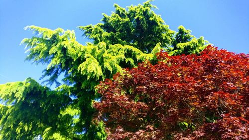 Low angle view of trees against clear blue sky