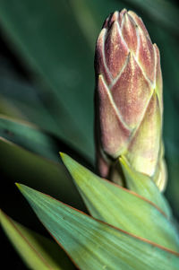 Close-up of fresh green plant