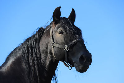 Low angle view of a horse against clear blue sky