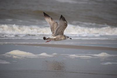 Bird flying over sea