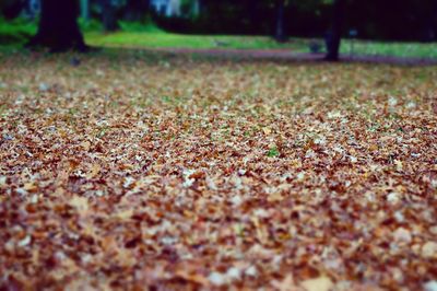 Low section of autumn leaves on field