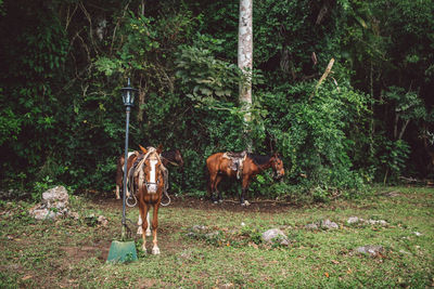 Horses in a field