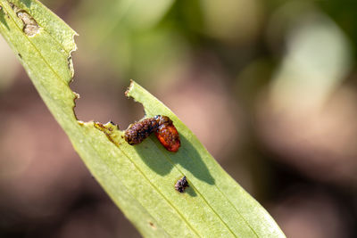 Scarlet lily beetle larva covered in excrement feeding on lily leaf