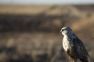 Close-up of eagle perching outdoors