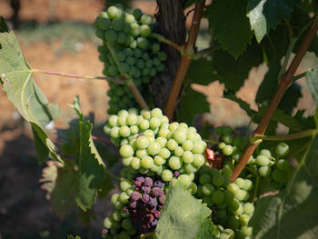 Close-up of grapes growing in vineyard