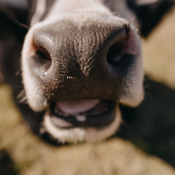 Close-up of a dog