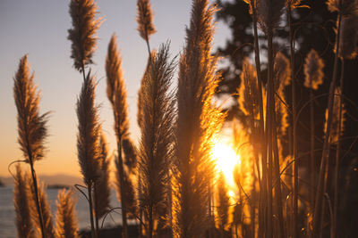 Close-up of stalks in field against sunset sky