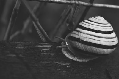 Close-up of rope on table against wall