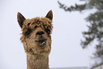 Close-up portrait of llama against sky in winter