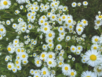 Close-up of white daisy flowers