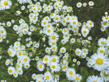 White small flowers erigeron annuus in the meadow, selective focus. botanical flowers