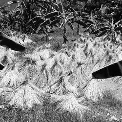 Grass growing on field