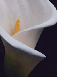 Close-up of white flower against black background