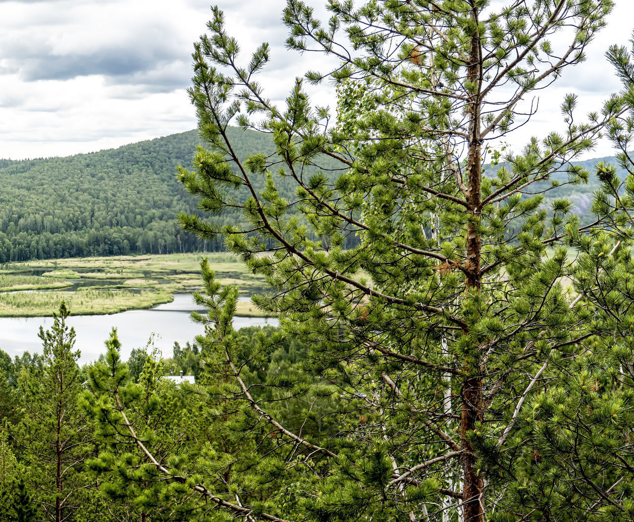 plant, tree, beauty in nature, green, tranquility, growth, nature, scenics - nature, sky, land, forest, cloud, tranquil scene, no people, day, environment, flower, vegetation, landscape, non-urban scene, water, natural environment, outdoors, woodland, branch, leaf, lake, mountain, coniferous tree, idyllic, meadow, foliage, lush foliage, wilderness, pine tree, pinaceae