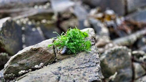 Close-up of insect on leaf