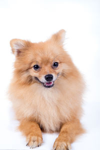 Portrait of cute puppy against white background