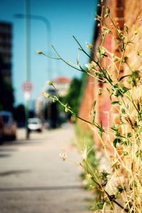 Close-up of plant growing by road against sky