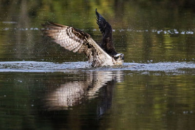 Birds flying over lake