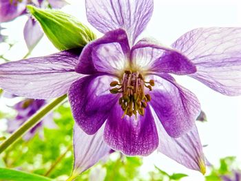 Close-up of purple flowers