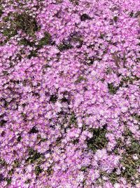 High angle view of pink cherry blossoms on field