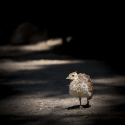 Close-up of bird at night