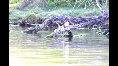 Ducks swimming in water