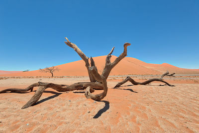 Dead vlei in naukluft national park, namibia, taken in january 2018