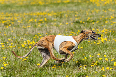 Greyhound dog