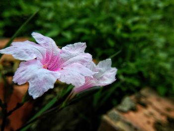 Close-up of purple flowering plant