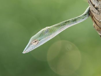 Close-up of grasshopper on leaf