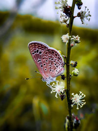 Butterfly on flower