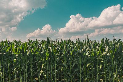 Scenic view of field against cloudy sky