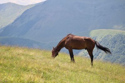 View of a horse on field