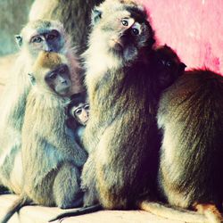 Close up of monkey