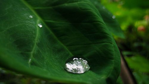 Close-up of raindrops on leaf