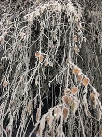 Full frame shot of frozen plants on land