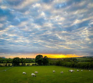 Sheep grazing in a field