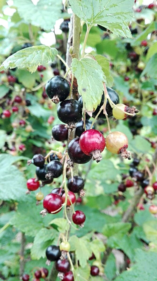 CLOSE-UP OF RED BERRIES ON TREE