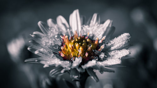 Close-up of beautiful flower