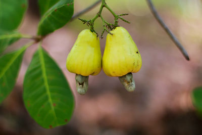 Close-up of fruit growing on plant