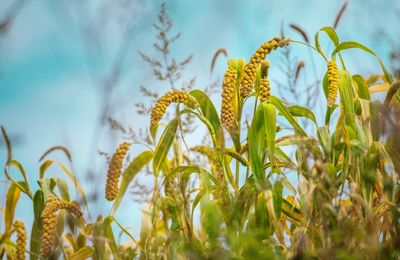Close-up of crops growing on field