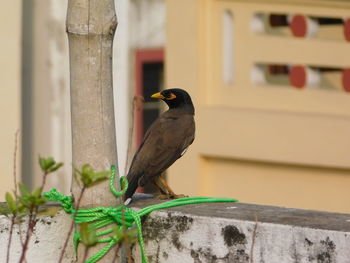 Close-up of bird perching on retaining wall