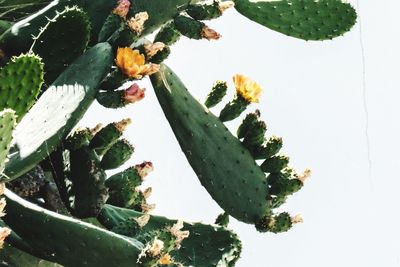 Close-up of prickly pear cactus