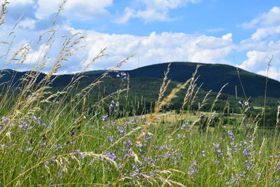 Plants growing on field against sky