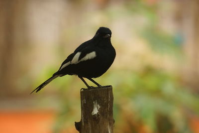 Close-up of bird perching on wooden post