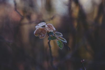 Close-up of snow on plant