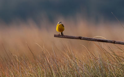 Bird perching on a field